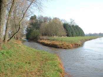 Große Hase