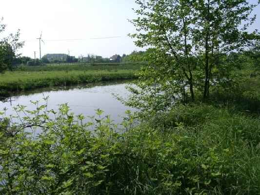 Teich unter den Eichen