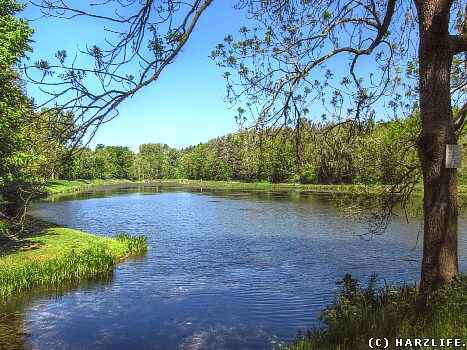 Ölgrundteich bei Hettstedt (09-230-03)