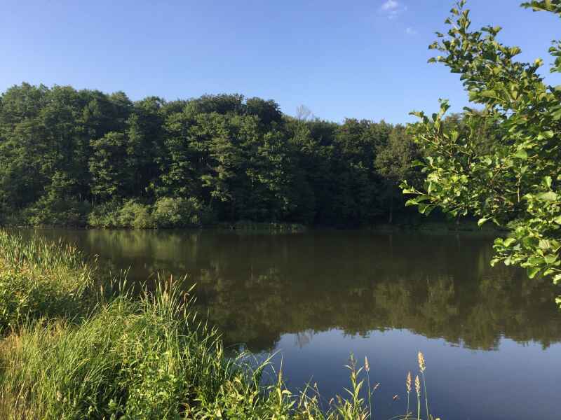 Fischgewässer der SFG Sachsenstein e.V. Bad Sachsa