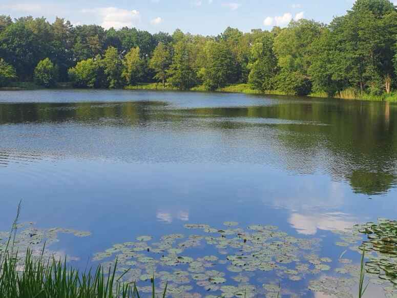 Maikampsee