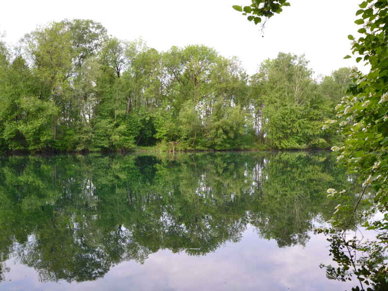 Revier 45 - Alter Rhein (Gewässerabschnitt 3 - Schmitter)
