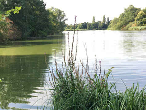Krimpelsee