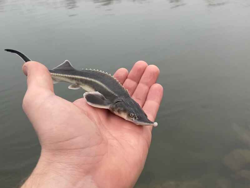 Donau Abwinden Asten Mitterwasser