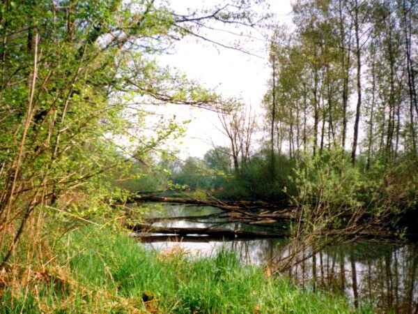Ennsfluss - "Hörwertnerwasser" Ernsthofen/ Kronstorf (OÖ und NÖ) FV Enns Strecke
