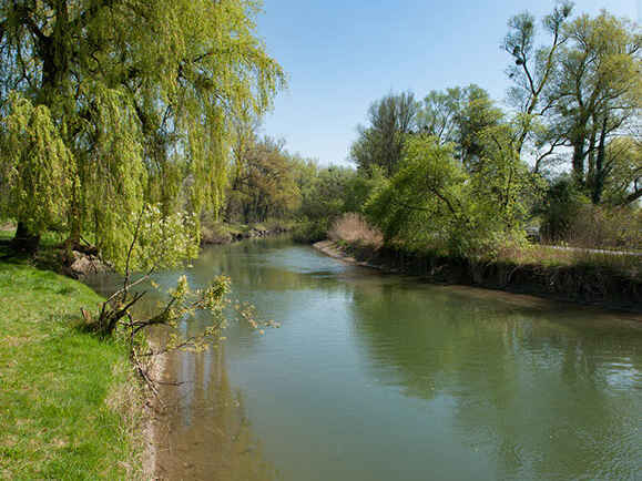 Alter Rhein II