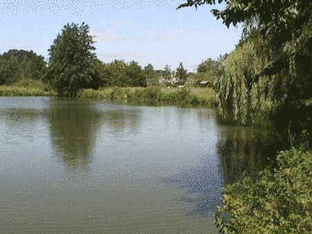 Teich Walsen