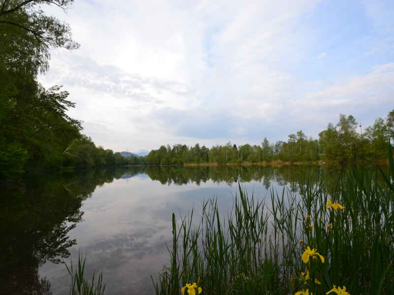 Revier 45 - Alter Rhein (Gewässerabschnitt 6 - Waibel)
