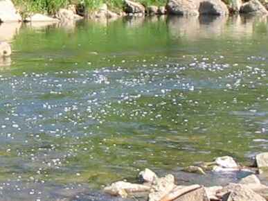 Neckar - Strecke Hirschau bis Tübingen