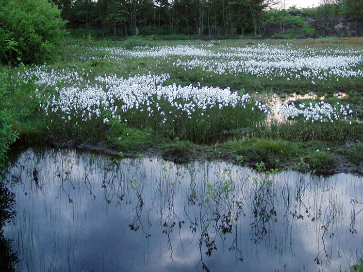 Bahnkolk Neermoor